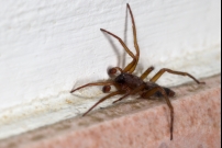 La Clubione des corces. Un mle (Araneae - Clubionidae - Clubiona corticalis)